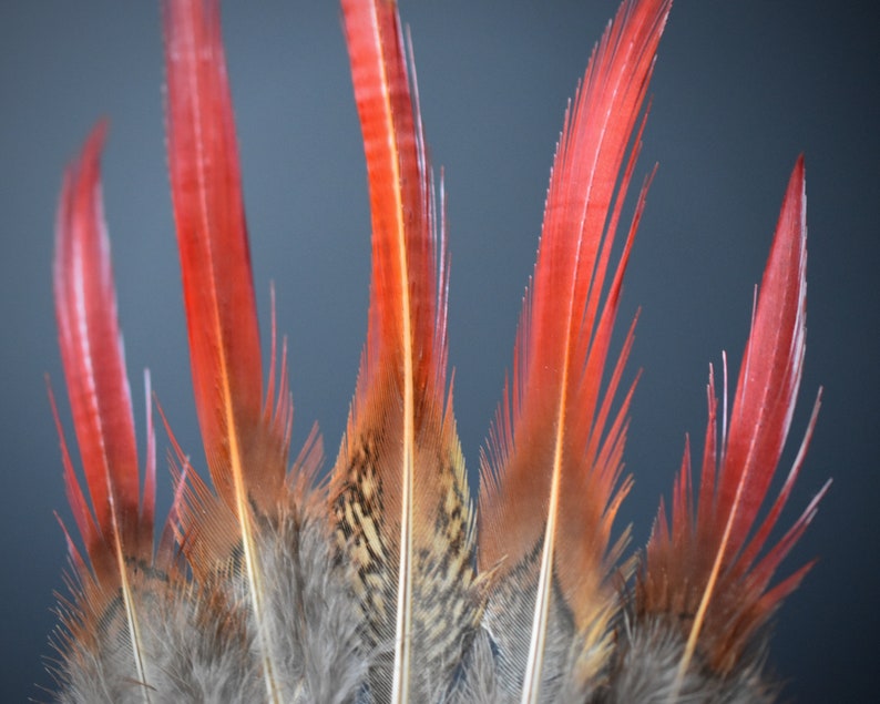 Plumes de faisan Doré rouges 10-12 cm image 9