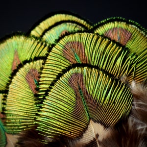 Petites plumes de paon vertes 5 centimètres image 10