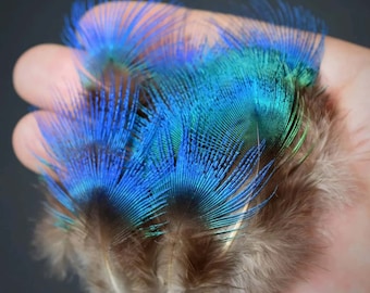 Petites plumes de paon bleu 5 cm