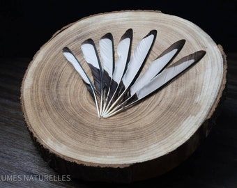 Black, white and green magpie feathers 15 to 18 centimeters