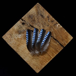 Himmelblaue Eichelhäherfedern 4-6 cm