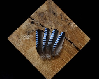 Plumas de arrendajo europeo, azules y negras, 3 centímetros.