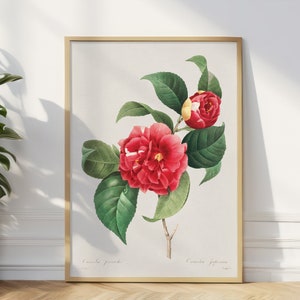Arte de pared floral vintage, póster vintage de flores minimalistas, impresión de Pierre-Joseph Redoute, póster de flores, arte de pared botánico vintage, rosa roja
