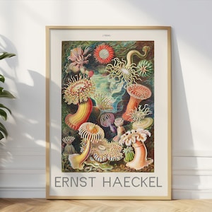 Vintage Ernst Haeckel Sea Anemones Print, Ocean Wall Art, Nautical Decor, Scientific Illustration Poster, Sea Life Art Print Sea Fruit Art
