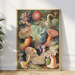 Vintage Ernst Haeckel Seeanemonen Druck, Ozean Wand Kunst, Nautische Dekoration, Wissenschaftliche Illustration Poster, Sea Life Kunstdruck Sea Obst Art