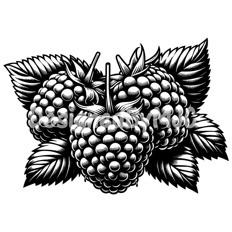 Black Raspberry Svg Raspberry SVG Bundle & PNG Files, Raspberry Fruit Clipart, Raspberry ...