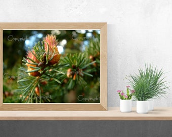 Douglas Fir Botanical Photograph