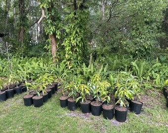 MANGO TREE GRAFTED (5 Gallon Pot). From Florida Top Producer
