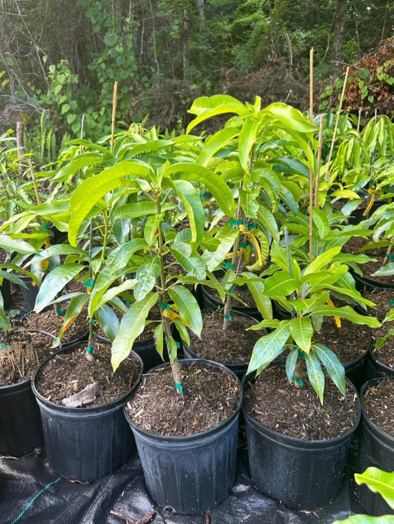 Choc anon Mango TREE GRAFTED (2-4 Feet Tall). Ship to all states