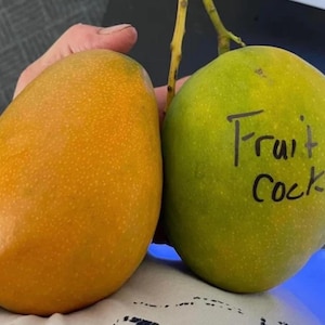 Fruit cocktail Mango TREE GRAFTED (2-4 Feet Tall). Ship to all states
