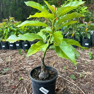 Simmonds Grafted Avocado Tree 2-4ft Semi dwarf. We ship to ALL STATES