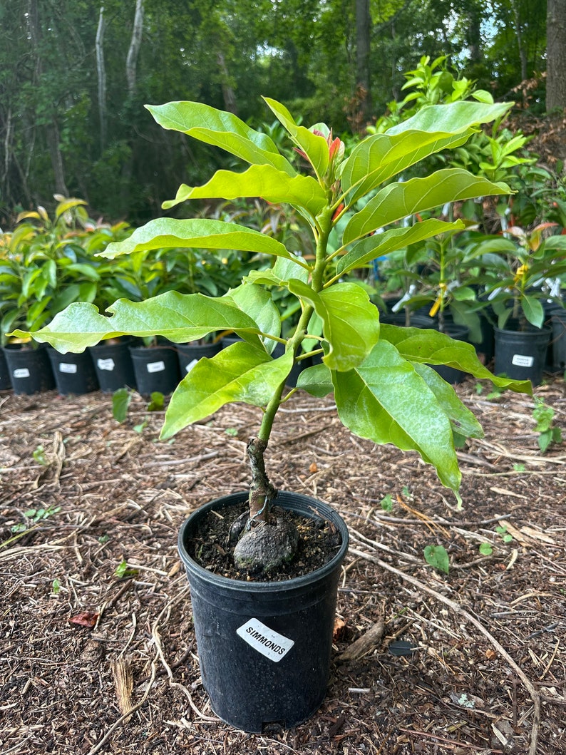 Simmonds Grafted Avocado Tree 2-3ft Semi Dwarf - Etsy