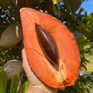 Mamey Sapote keywest Grafted Tree 2-4ft. We Ship To all states