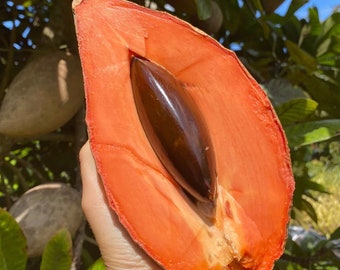 Mamey Sapote keywest Grafted Tree 2-4ft. We Ship To all states