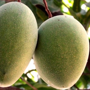 Alampur Banesham Mango TREE GRAFTED (2-4 Feet Tall). Ship to all states
