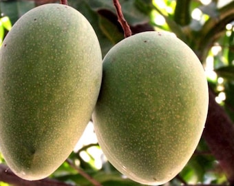 Alampur Banesham Mango TREE GRAFTED (2-4 Feet Tall). Ship to all states