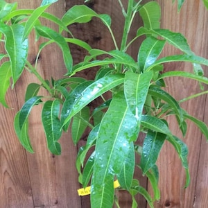 Orange sherbet Mango TREE GRAFTED (2-4 Feet Tall). Ship to all states
