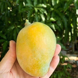 Gary Mango TREE GRAFTED (2-4 Feet Tall). Ship to all states