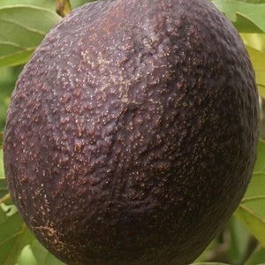 Maria black grafted Avocado Tree From 2 to 4 feet tall. We ship to all states