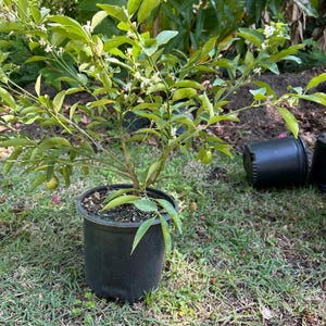 FRUITING Key Lime Tree Dwarf Plant Citrus GRAFTED Fragrant 2-4ft. Ships To All State