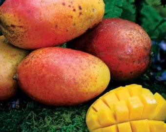 Kent Fast Growing mango tree GRAFTED 2-4 Ft Tall.Ship To CA&PR. Actual Photos