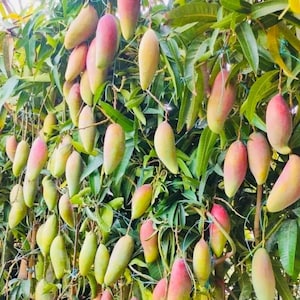 Ivory MANGO TREE GRAFTED (2-4 Feet Tall). Ship to all states
