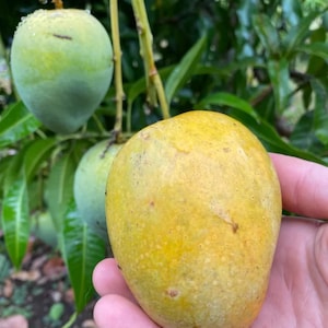 Fairchild condo dwarf Mango TREE GRAFTED (2-4 Feet Tall). Ship to all states