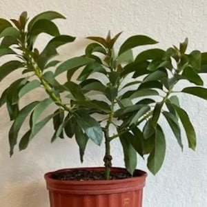 Grafted RUSSELL Long Neck Avocado Tree From 3 to 5 feet tall. We ship to CA&PR