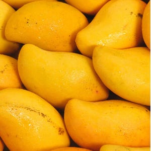 Choc anon Mango TREE GRAFTED (2-4 Feet Tall). Ship to all states