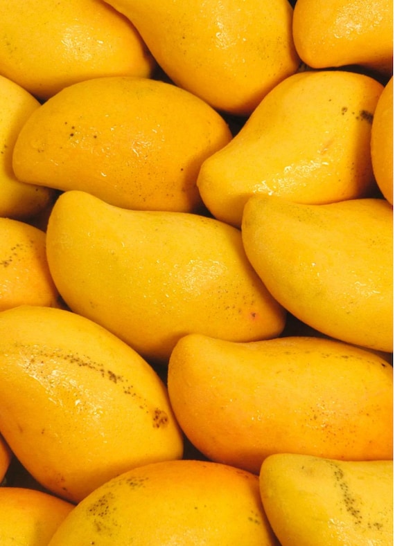 Choc anon Mango TREE GRAFTED (2-4 Feet Tall). Ship to all states