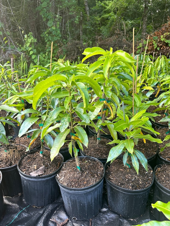 Alphonso MANGO TREE GRAFTED (3-5 Feet gallon size plant
