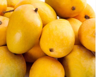 Alphonso MANGO TREE GRAFTED (2-4 Feet Tall). Ship to all states