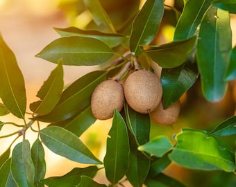 Sapodilla TREE GRAFTED (1.5-3 Feet Tall)