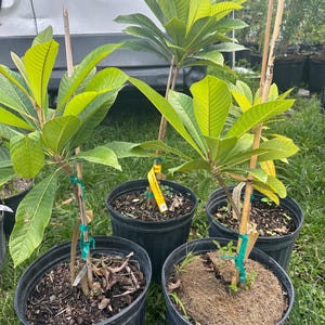 Mamey Sapote MAGNA Grafted Tree 3-4ft. We Ship To all states