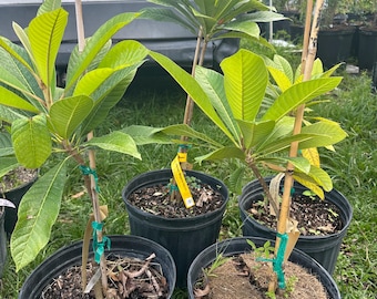 Mamey Sapote MAGNA Grafted Tree 3-4ft. We Ship To all states