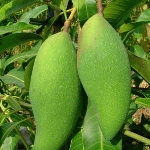 Falan dwarf Mango TREE GRAFTED (2-4 Feet Tall). Ship to all states