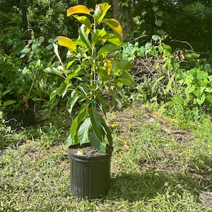Lula Avocado Tree Live indoors/outdoors Avocado Tree GRAFTED 2-3 ft. We ship to ALL STATES