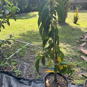 RUSSELL BLOOMING Long Neck grafted Avocado Tree From 2 to 4 fT tall. We ship to ALL states