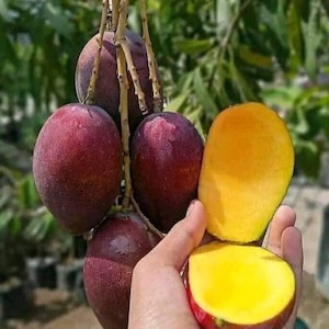 Irwin Dwarf mango tree GRAFTED 2.5-4 Ft Tall.Ship To CA&PR. Actual Photos