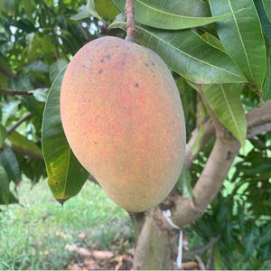 Angie semi dwarf Mango TREE GRAFTED (2-4 Feet Tall). Ship to all states