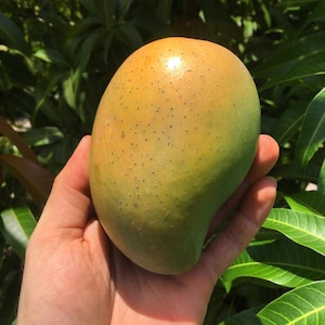 Cac MANGO TREE GRAFTED (2-4 Feet Tall). Ship to all states