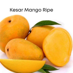 Kesar MANGO TREE GRAFTED (2-4 Feet Tall)