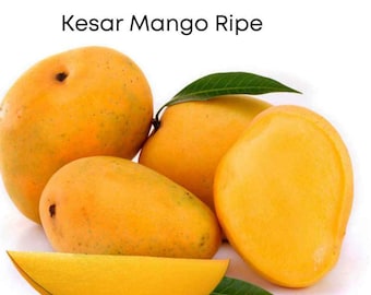 Kesar MANGO TREE GRAFTED (2-4 Feet Tall)