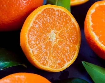 Calamondin orange tree 2-4 ft tall grafted. We ship to ALL STATES