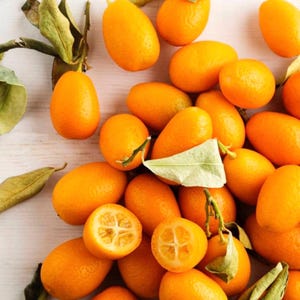 Komquat centennial tree. Only FL