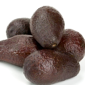 Winter mexican Avocado Tree Live Avocado Tree GRAFTED 2-4 ft. We ship to CA&PR