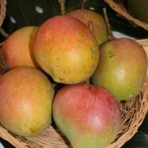 Bombay Mango TREE GRAFTED (2-4 Feet Tall). Ship to all states