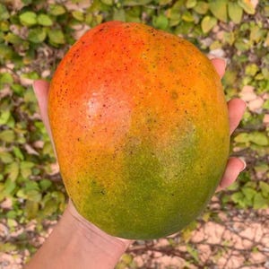 Jakarta MANGO TREE GRAFTED (2-4 Feet Tall). Ship to all states