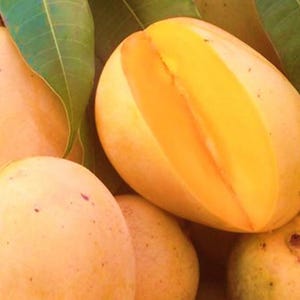 Duncan Mango TREE GRAFTED (2-4 Feet Tall). Ship to all states