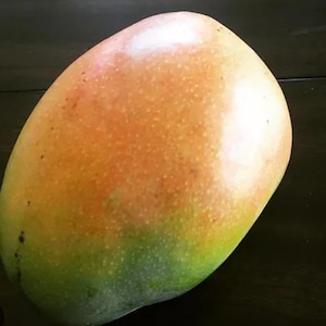 Beverly Mango TREE GRAFTED (2-4 Feet Tall). Ship to all states